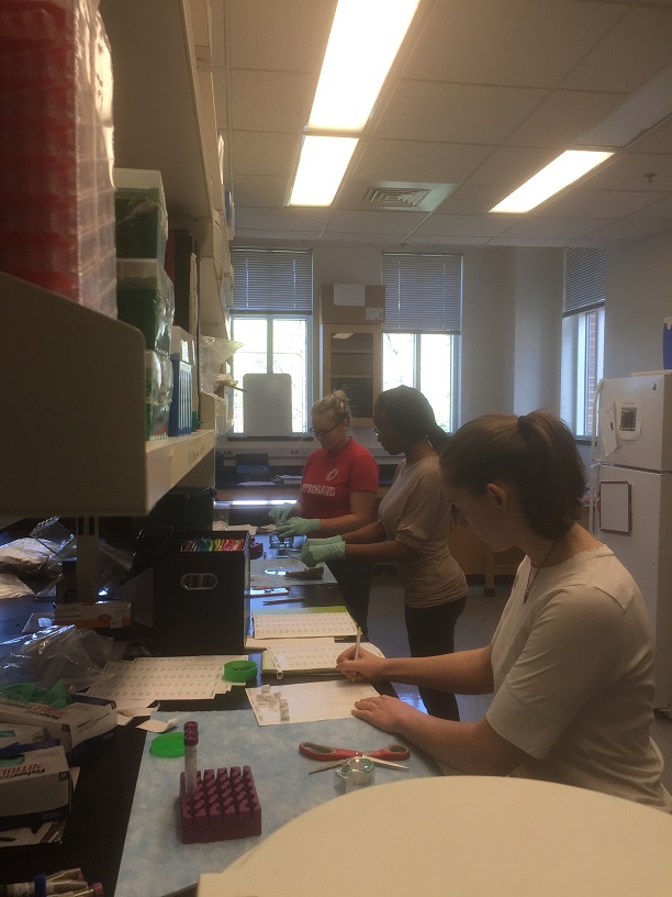 Photo from left to right: Rebecca Venezia (undergraduate), De’Aja Sanders (undergraduate), Sarah Whitcher (postbac), processing snowshoe hare fecal samples.