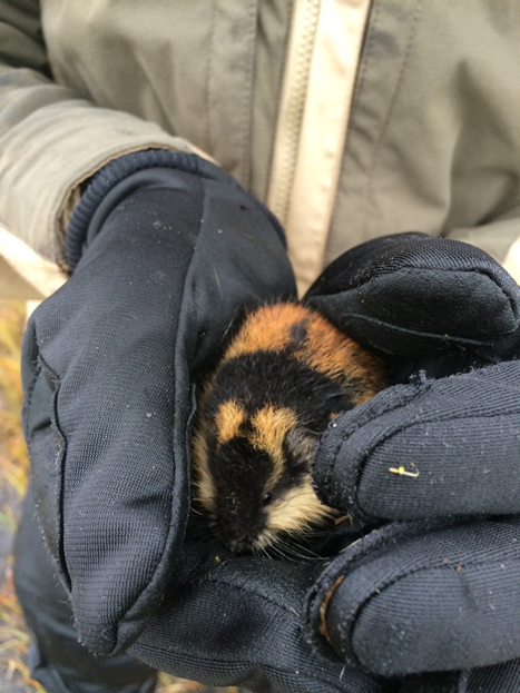 Photo of a Norwegain lemming in the hands of someone
