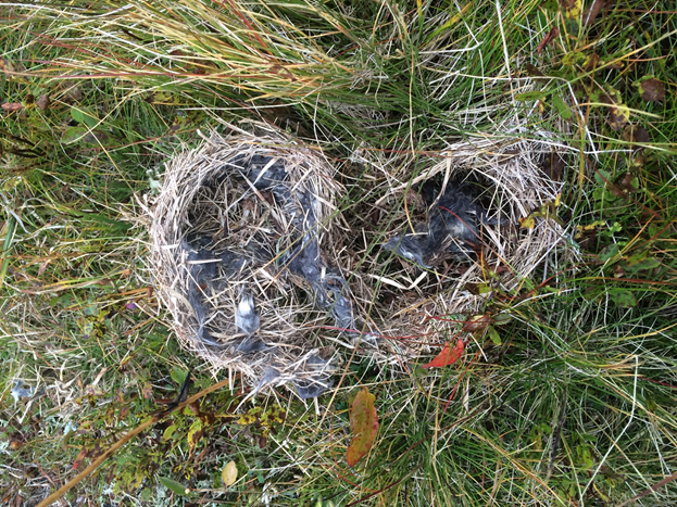 Photo of an old lemmings nest