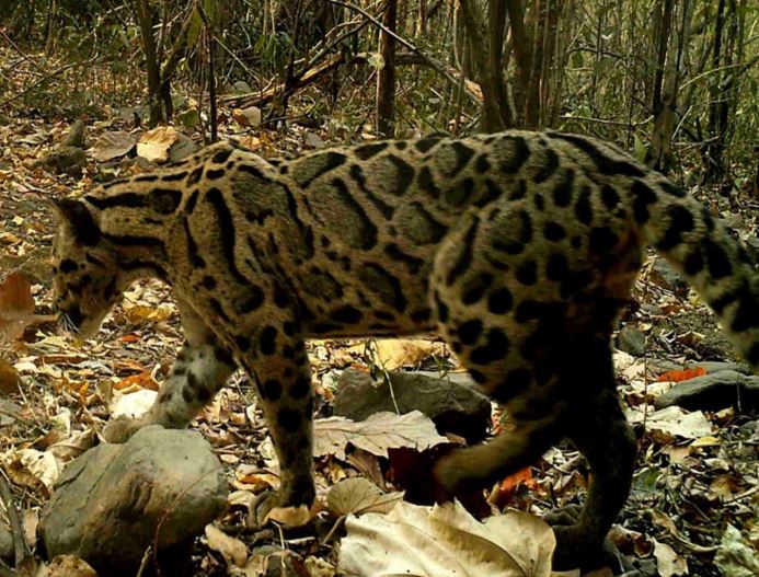 Photo of a snow leopard in the wild