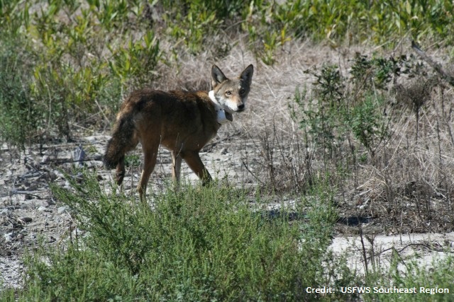 Photo of a red wolf in the wilderness