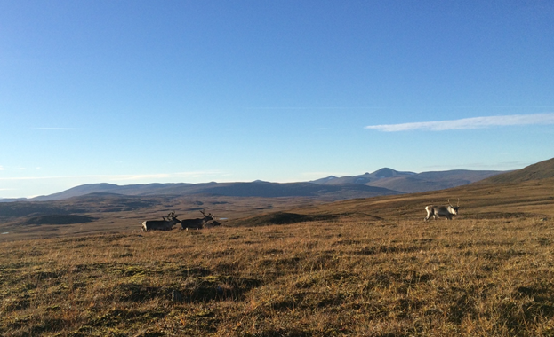 Photo of reindeer in a field