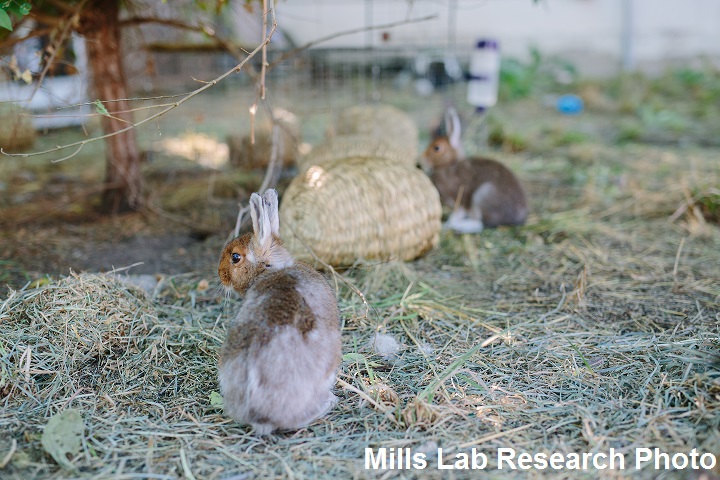 Photo of hares