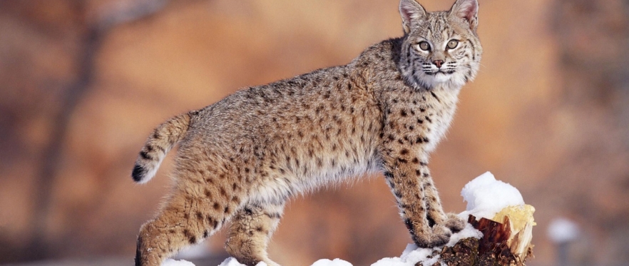 Photo of a leopard