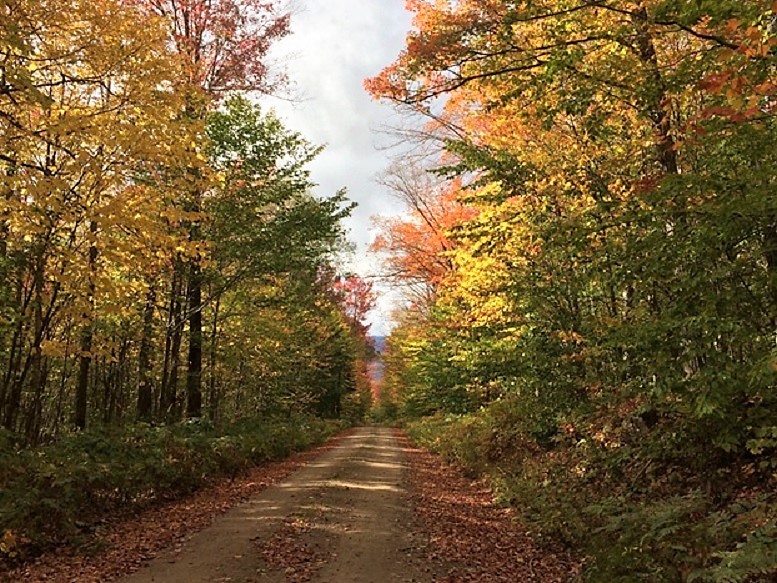 Beautiful fall colors in the White Mountains