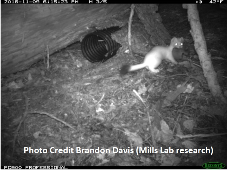Featured image - A short-tailed weasel with a vole.