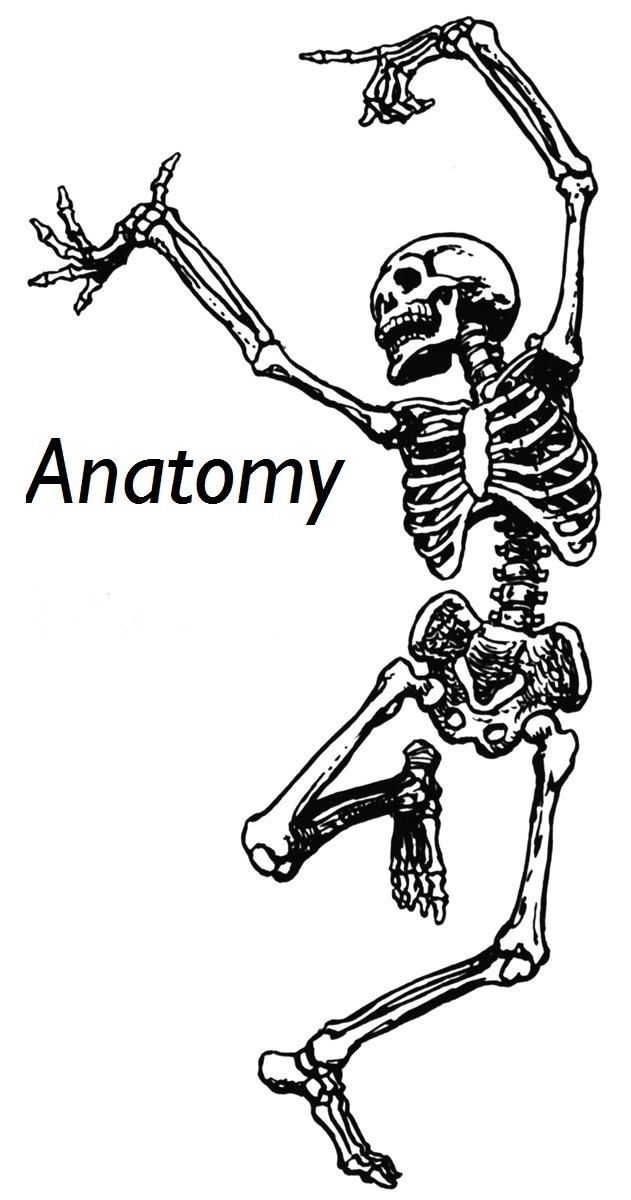 Anatomy tutoring
