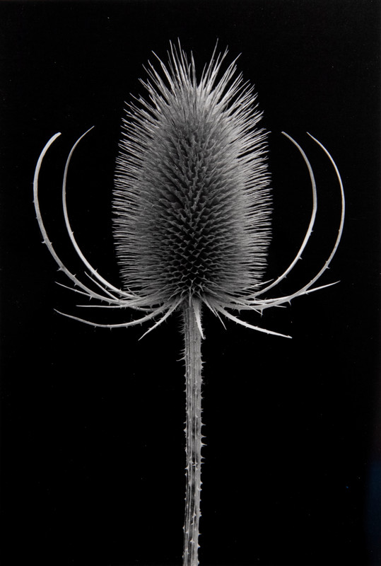 still photo of a thistle
