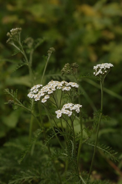 Yarrow