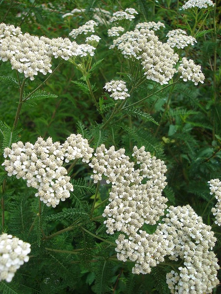 Image of Yarrow