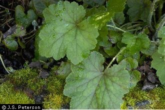Image of Alum Root leaves