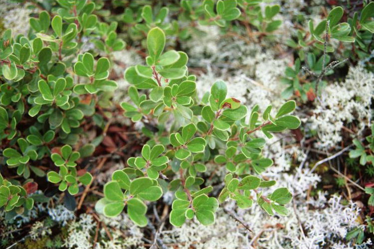 Kinnick Kinnick (Arcostaphylos uva-ursi)