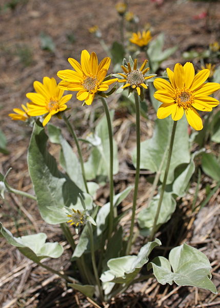 Image of arrowleaf balsamroot