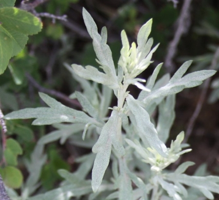 White Sage Artemisia ludiviciana Nutt