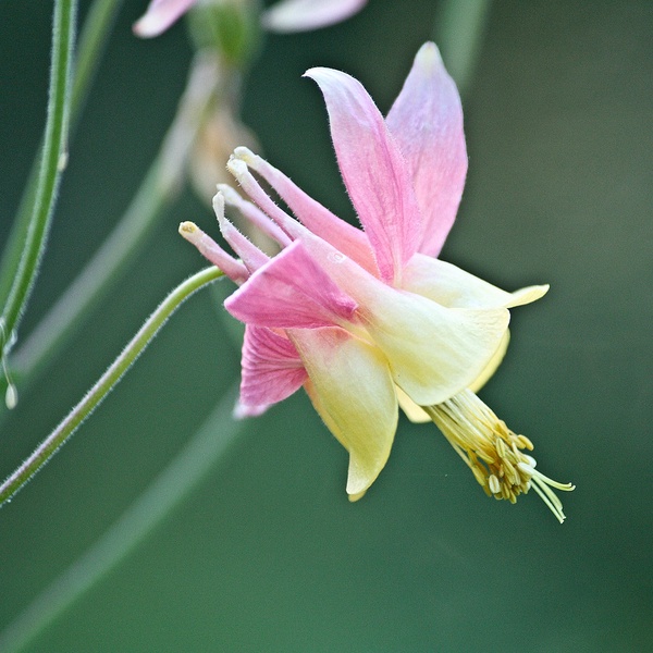 Columbine