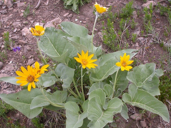 Arrowleaf Balsamroot