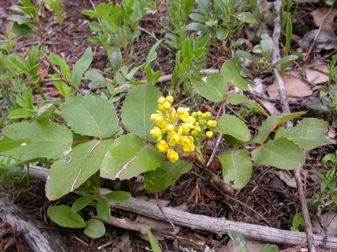Oregon Grape