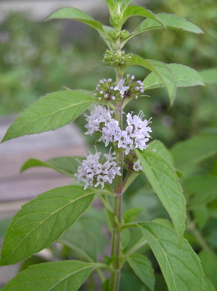 Wild Peppermint
