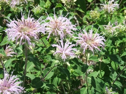 monarda_fistulosa.jpg