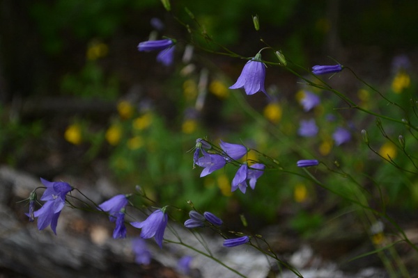 Image of Blue Harebells