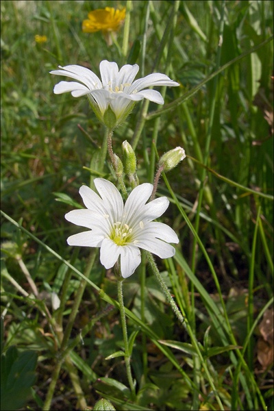 cerastium_arvense.jpg