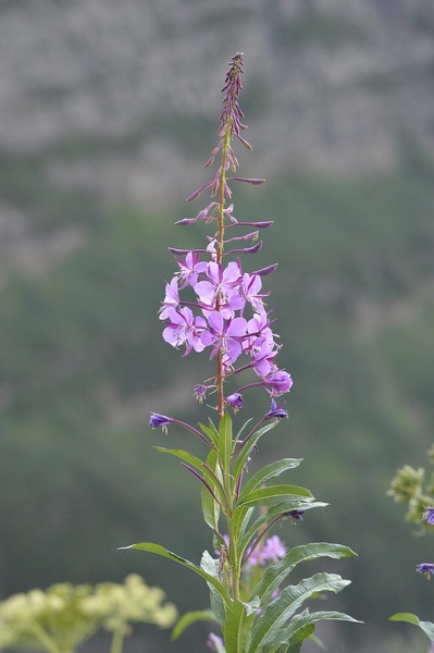 Image of Fireweed