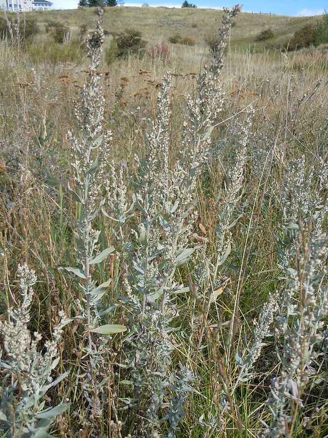 White Sage