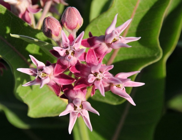 Showy Milkweed