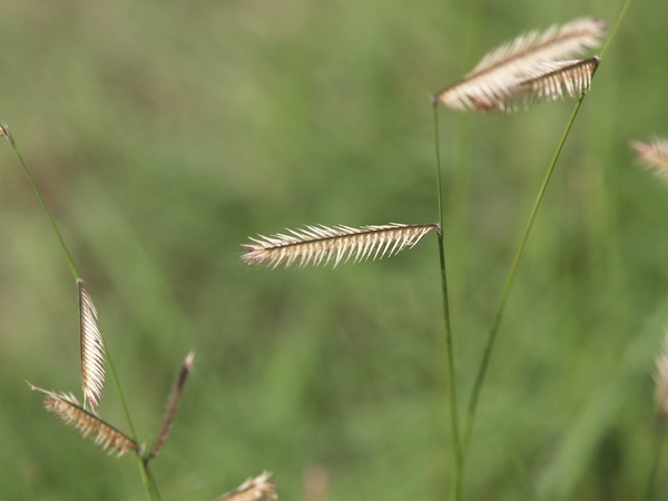 Blue Grama