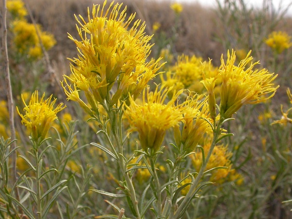 Rabbitbrush