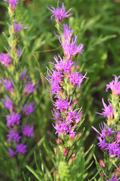 Dotted Blazing Star