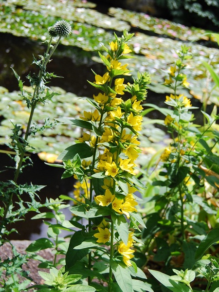 Yellow Loosestrife