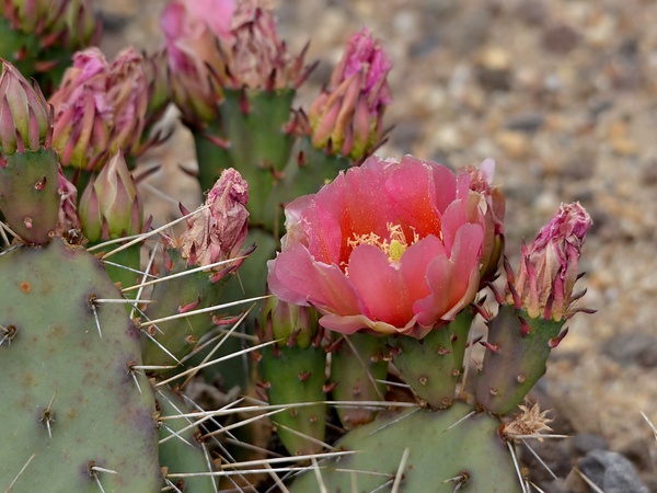 Prickly Pear