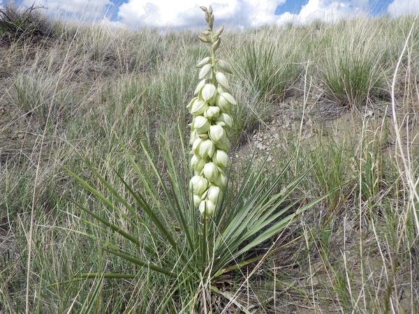 Yucca