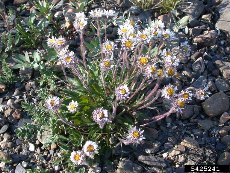 Purple Fleabane