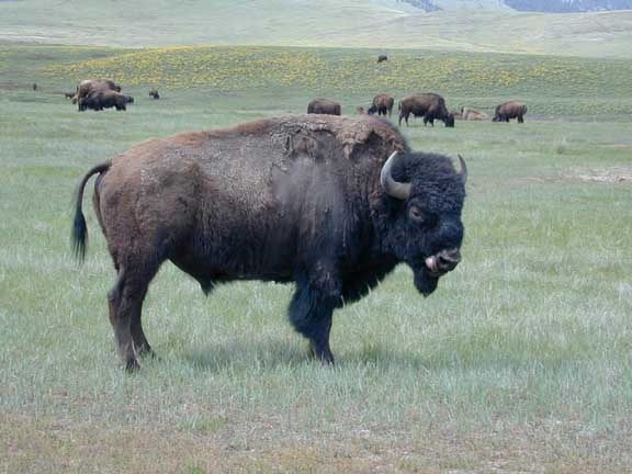 Standing bull bison