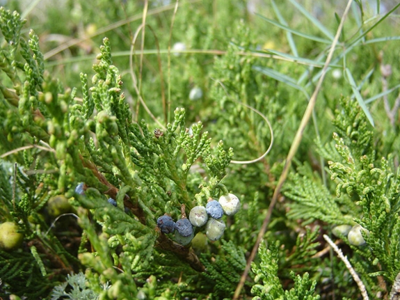 Creeping juniper