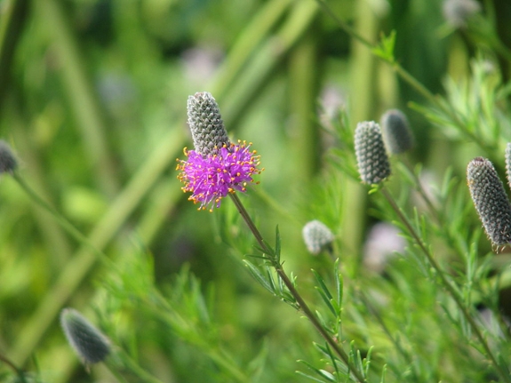 Purple prairie-clover