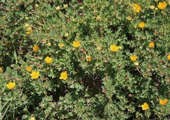 Shrubby cinquefoil