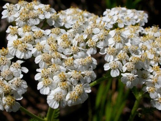 Yarrow