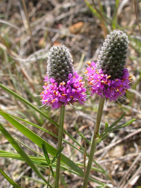 Purple Prairie Clover