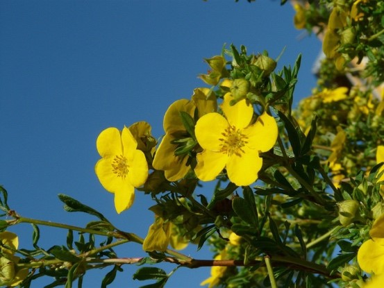 Shrubby Cinquefoil