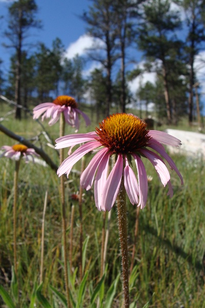 Purple Coneflower
