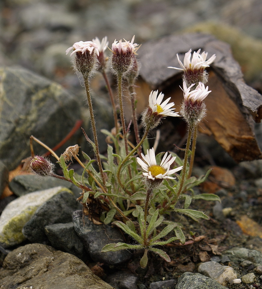 Purple Fleabane