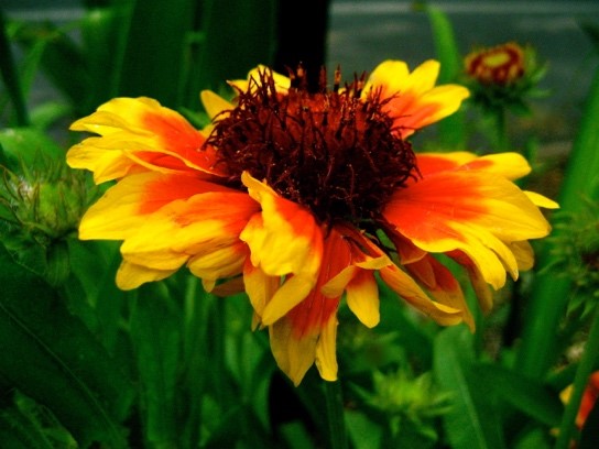 Blanket Flower