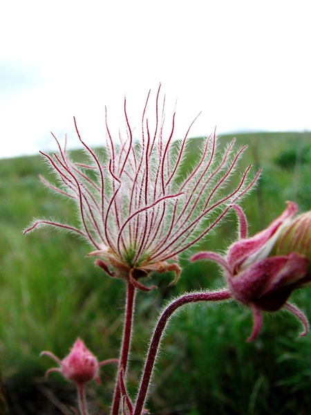 Prairie Smoke