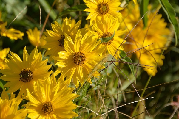 Maximillian Sunflower