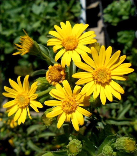 Golden Aster