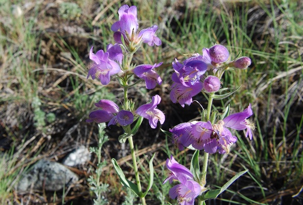 Fuzzy-tongue Penstemon