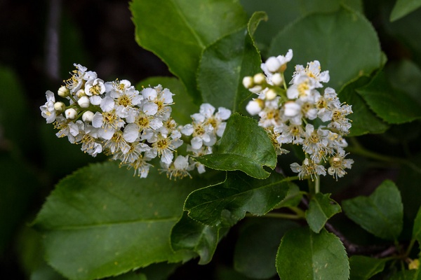 Chokecherry